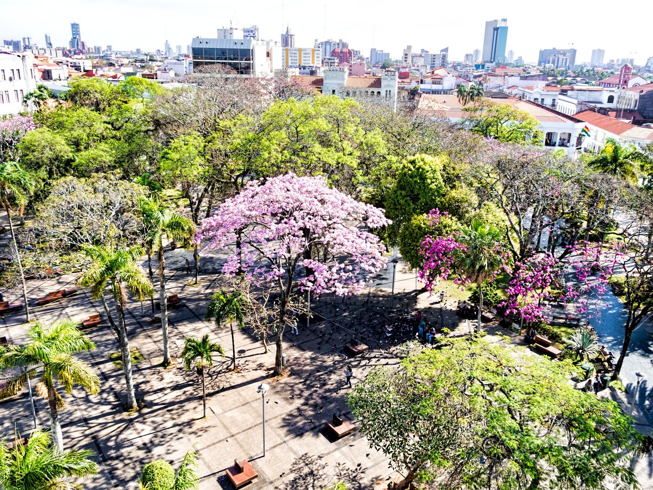 Aerial view of Plaza 24 de Septiembre in Santa Cruz de la Sierra, with flowering trees and city buildings in the background.